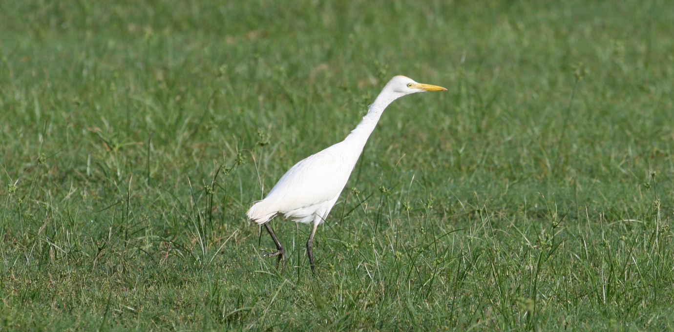Héron garde-boeufs (Bubulcus ibis) © Nicolas Macaire / LPO